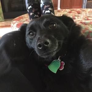 Meet your Posher, Susan